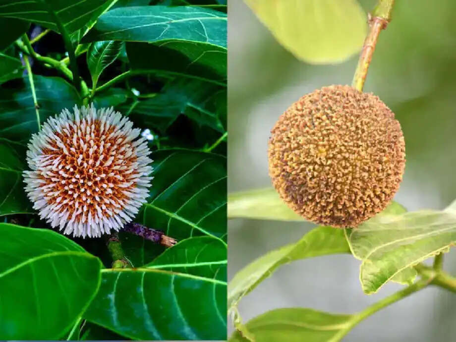 Discover the Health Benefits of Kadamba Fruit