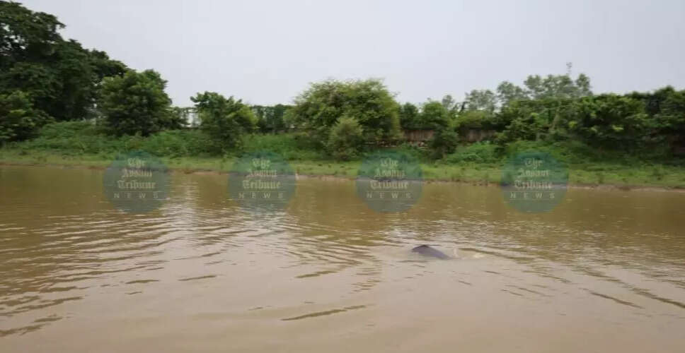 Hope for Kulsi River Dolphins as Batha River Provides Lifeline