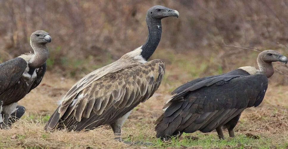 Kaziranga National Park Welcomes Slender-Billed Vultures to Boost Population