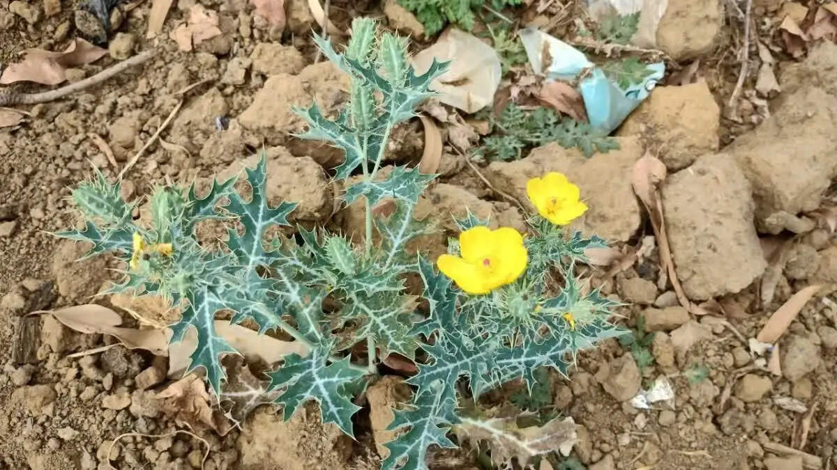 The Healing Powers of Satyanasi: A Natural Remedy for Infertility and More