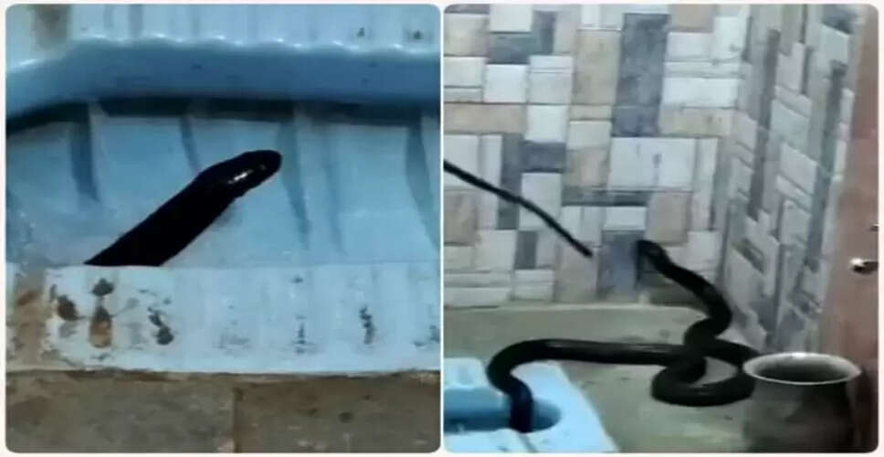 Dangerous Cobra Encounter in Rajasthan Toilet Shocks Residents