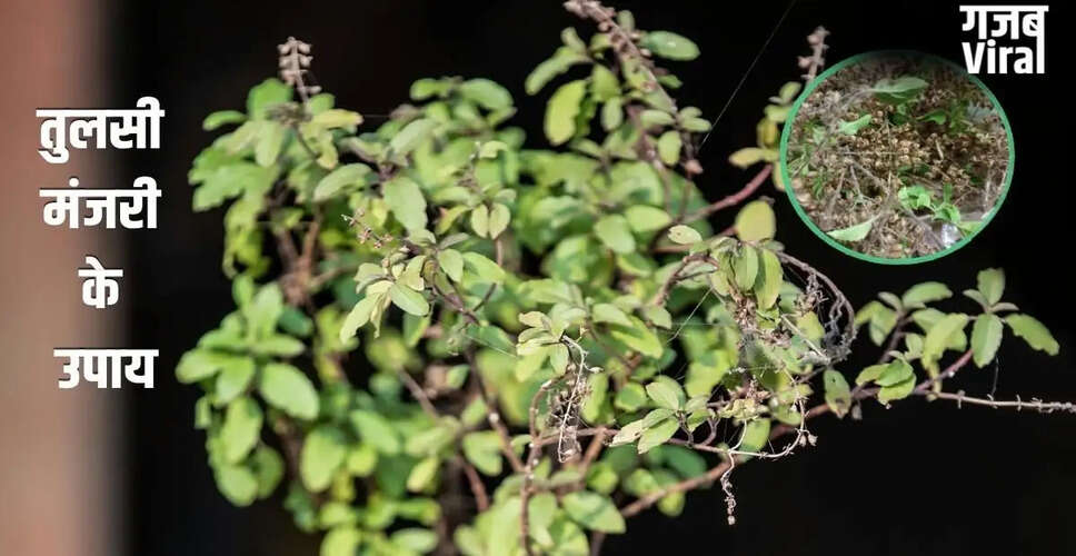 Tulsi Manjari: Unlocking Prosperity and Well-Being