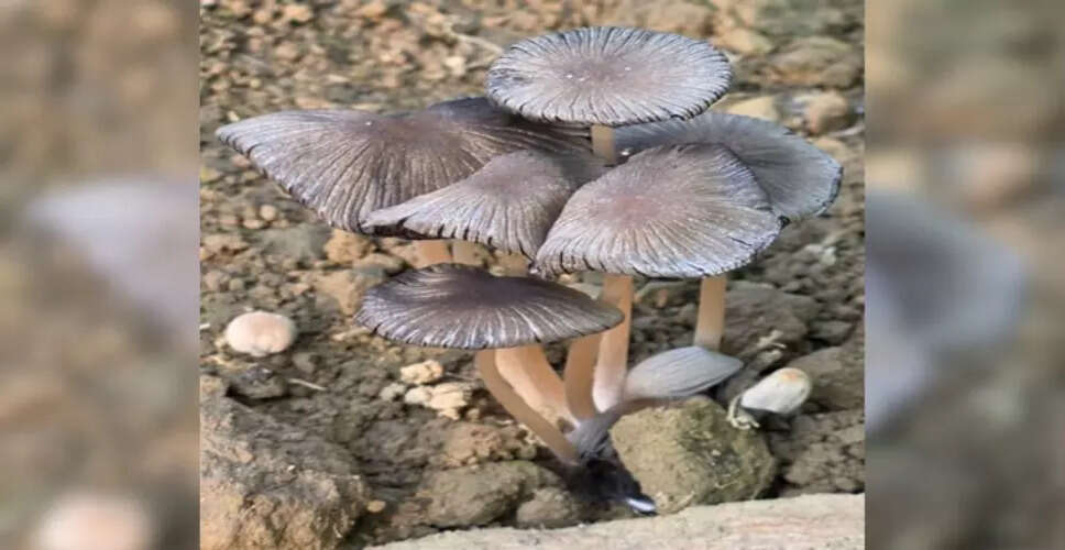 New Mushroom Species Discovered in Arunachal Pradesh