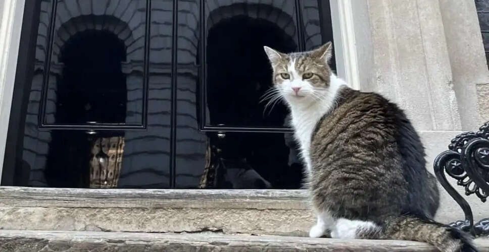 Larry the Cat: The Unchanging Face of 10 Downing Street Amid Political Shifts