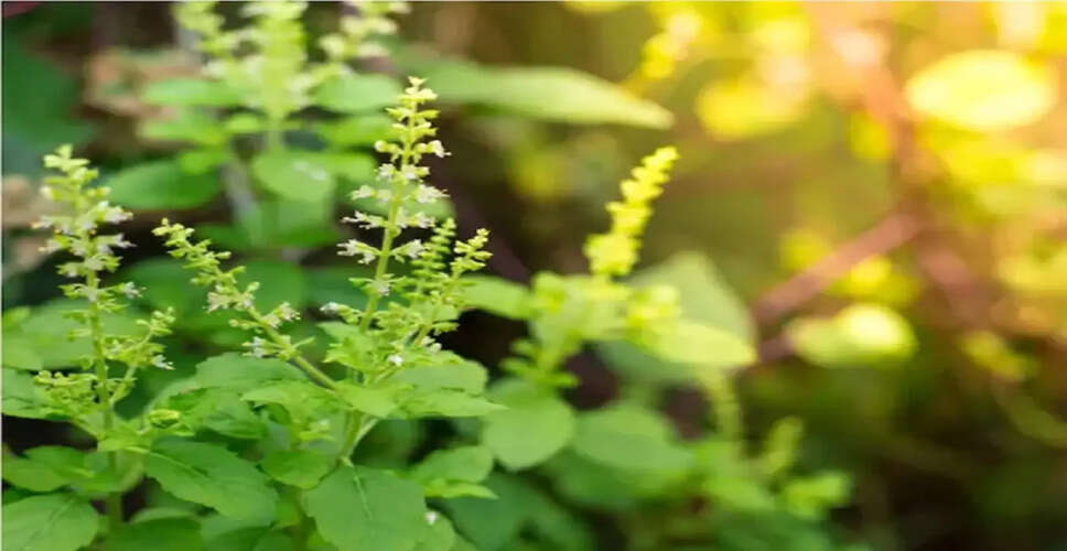 Essential Vastu Tips for Planting Tulsi in Your Home