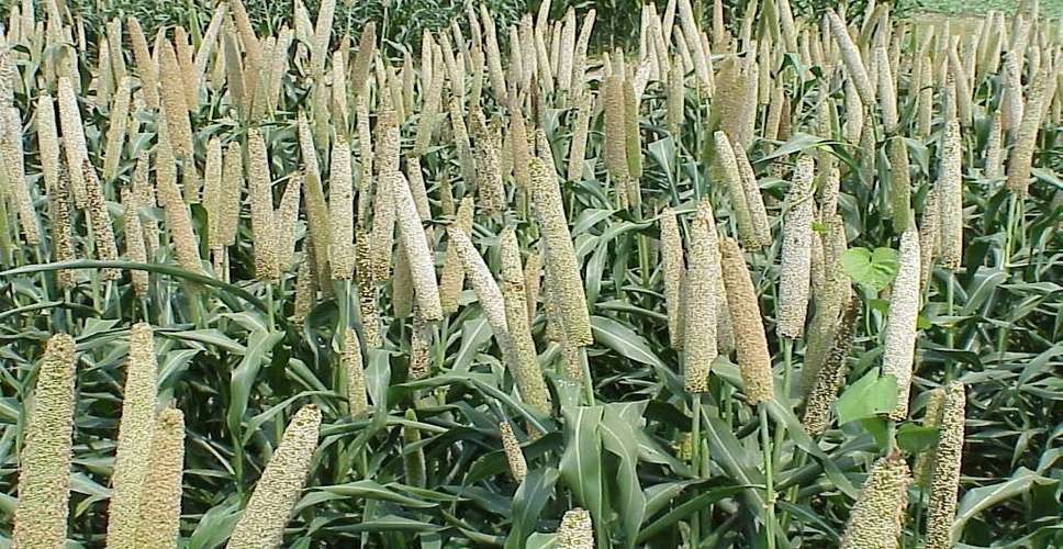 Warming climate sparks changes in India's pearl millet farming zones: Study