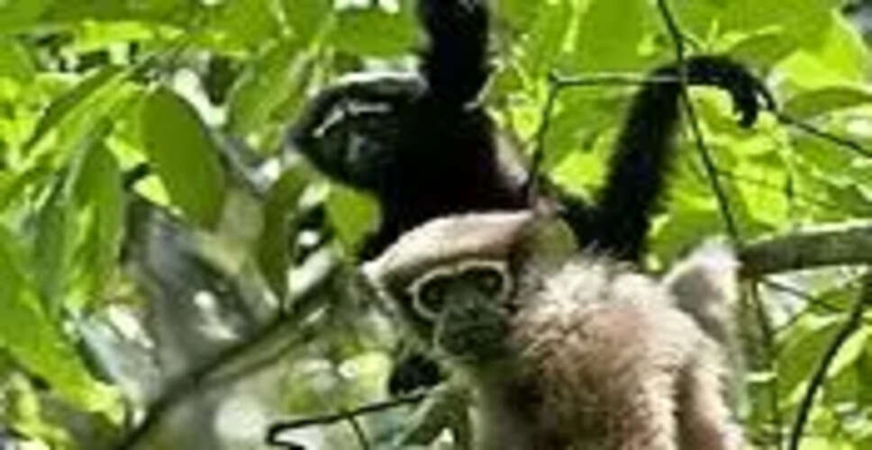 Rescue Operation Saves Hoolock Gibbons in Arunachal Pradesh