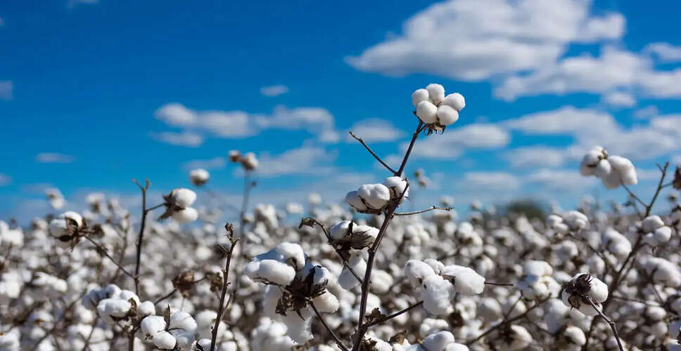 Government Temporarily Waives Cotton Import Duties to Support Textile Industry