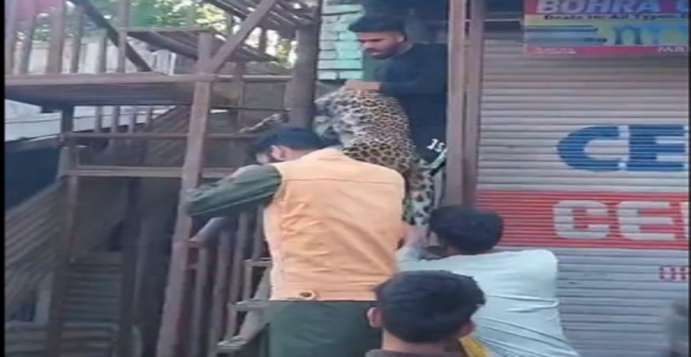 J&K: Leopard killed after it injured 6 in Budgam