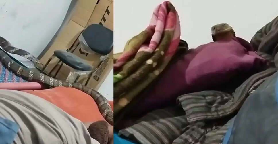 Terrifying Encounter: King Cobra Slithers Over Sleeping Man in Viral Video