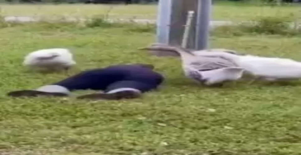 Do Animals Truly Care? Heartwarming Video of Swans Responding to Their Owner's Fall Goes Viral