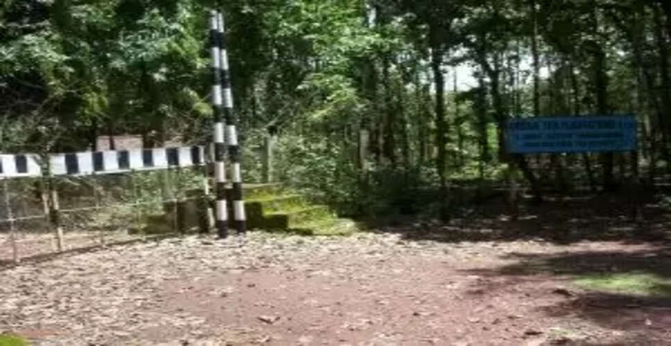 Revival of Taramakant Tea Estate: A New Dawn for Keonjhar's Economy?