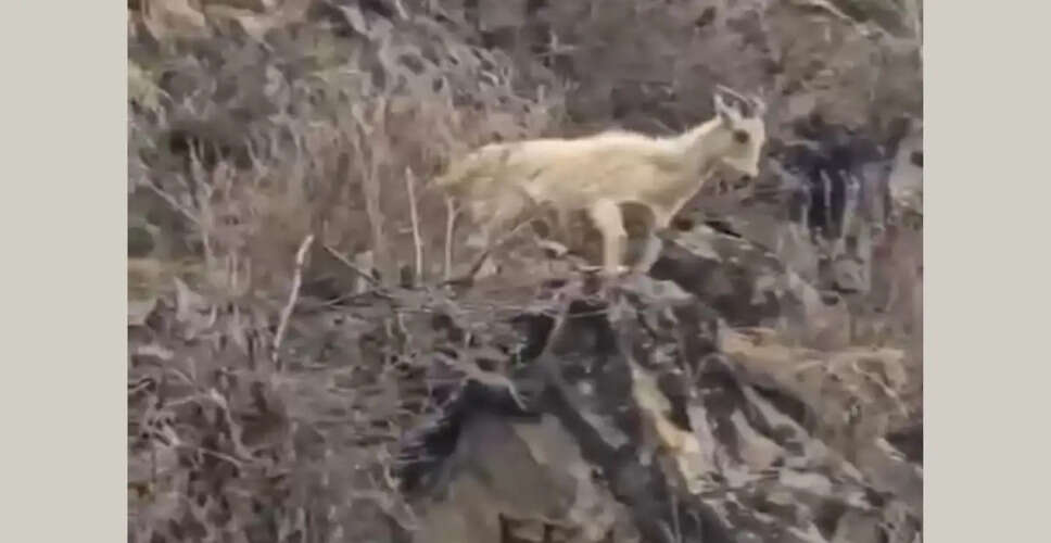 Rare White Himalayan Tahr Spotted in Kugti Wildlife Sanctuary