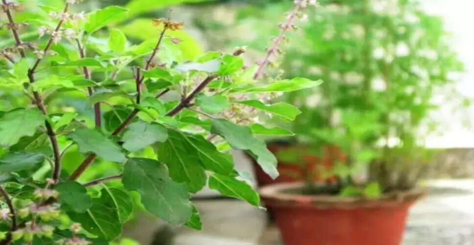 The Sacred Tulsi Plant: Rituals for Prosperity and Harmony