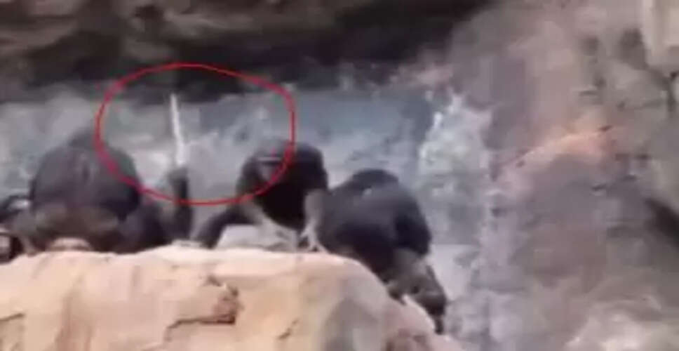 Could Chimpanzees Outshine Humans in Parenting? Watch This Viral Video!