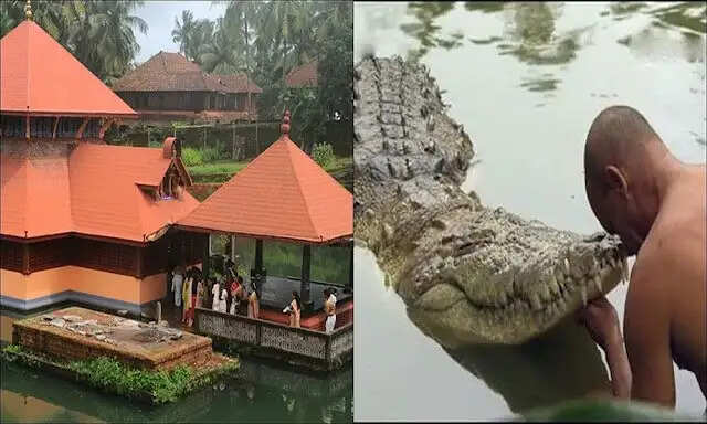 The Unique Vegetarian Crocodile of Kerala's Padmanabhaswamy Temple