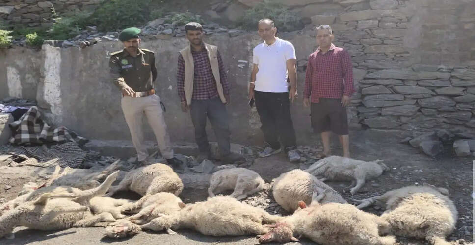 Rising Leopard Attacks Cause Alarm in Bharmaur's Tribal Region