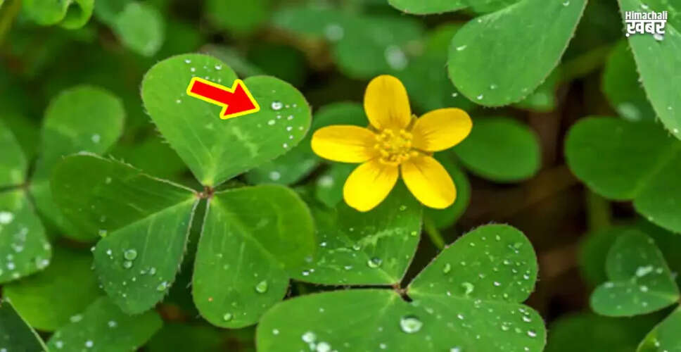 Health Benefits and Uses of Chaangeri Leaves