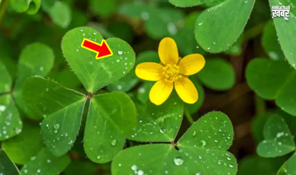 Health Benefits and Uses of Chaangeri Leaves