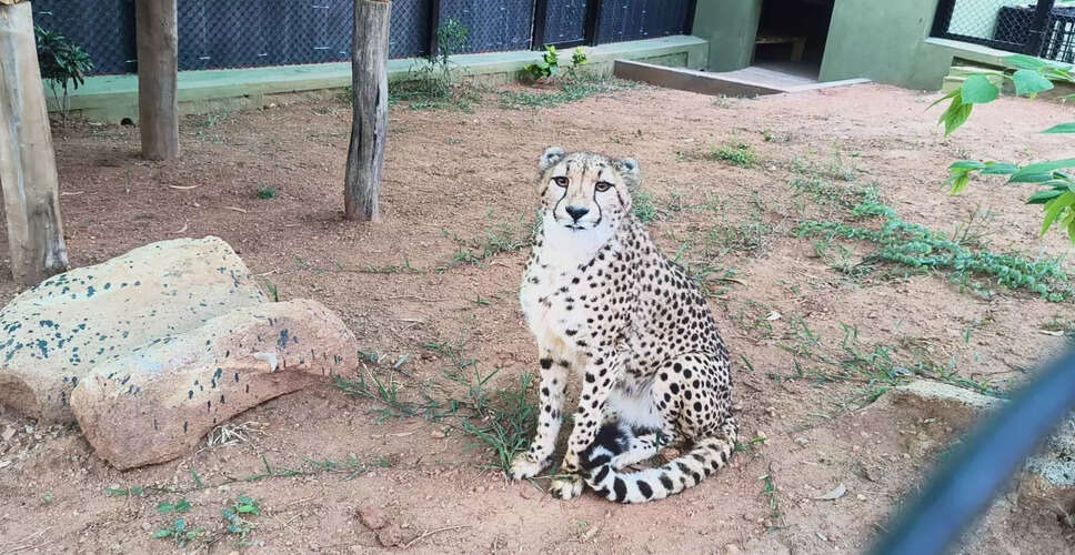Four African Cheetahs Arrive in Bengaluru for Conservation Efforts