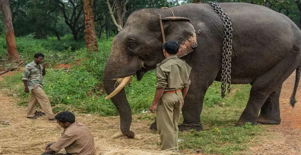 Sakrebyle Elephant Camp Temporarily Closed After Fatal Incident