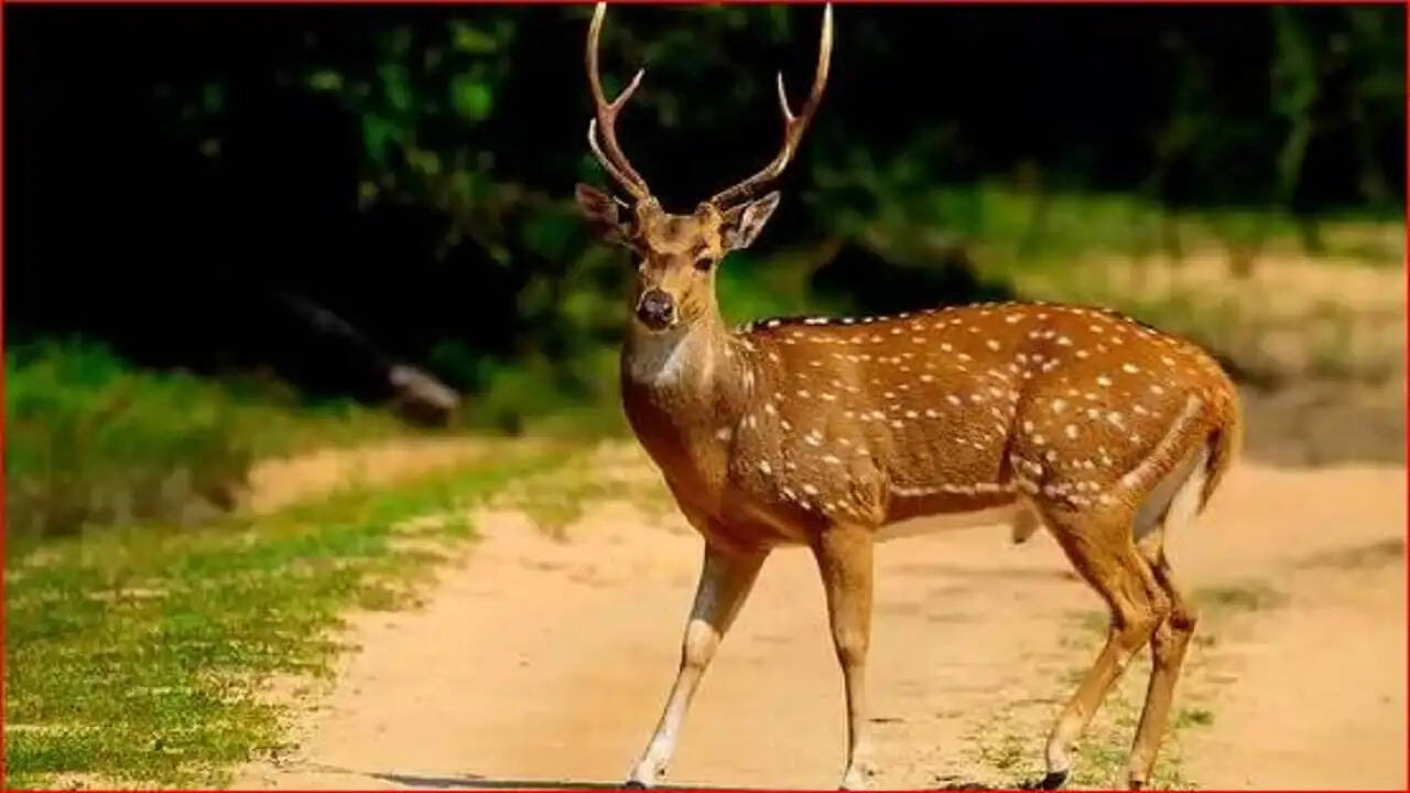 Tragic Incident in Raigarh: Deer Rescued from Dogs, Later Killed by Locals
