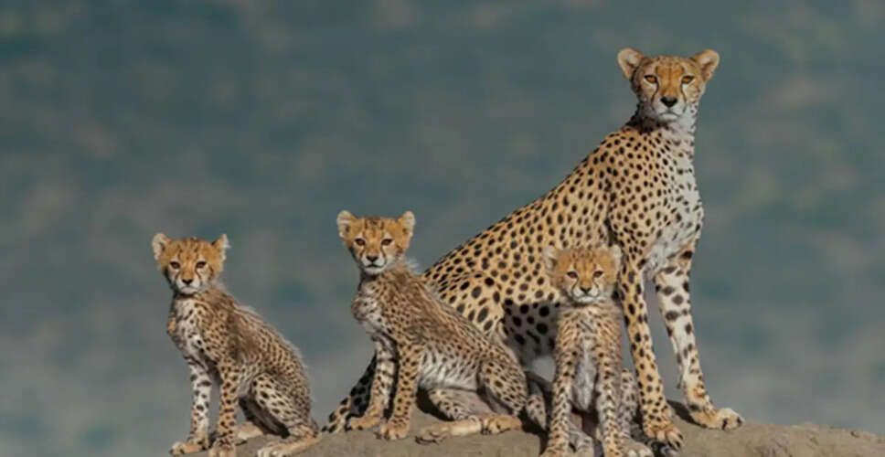 Cheetah Population Surges in India: A New Era for Wildlife Tourism