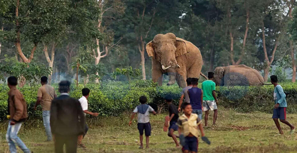 Rising Human-Elephant Conflicts Linked to Deforestation in Rani
