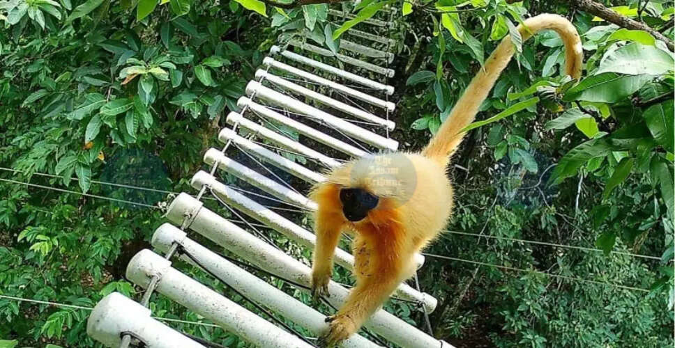 Innovative Canopy Bridges Enhance Safety for Golden Langurs in Assam