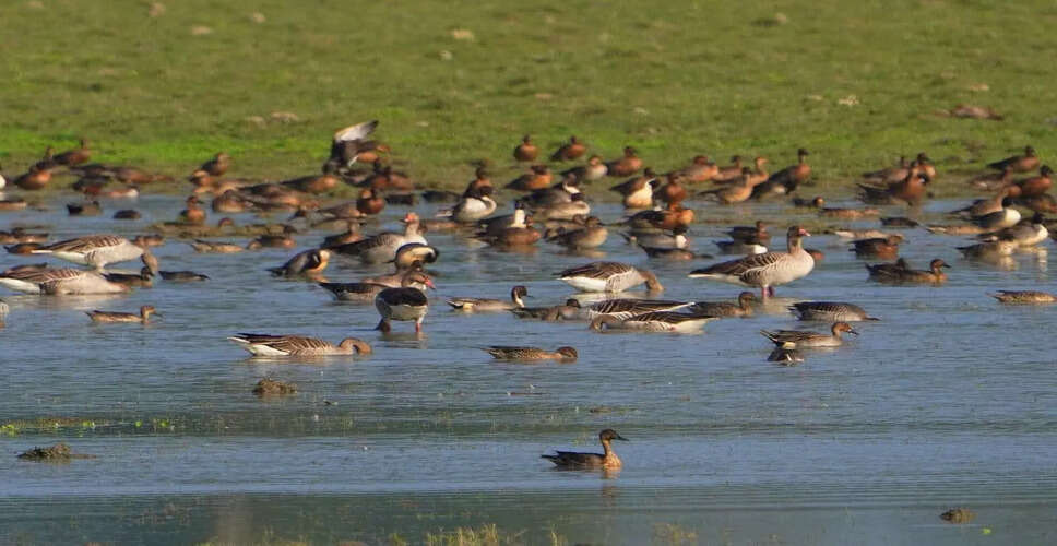 Kaziranga Waterbird Estimation Reveals Over 100 Species