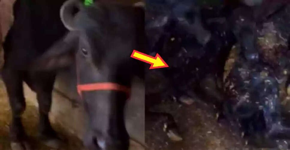 Miraculous Birth: Farmer's Buffalo Delivers Three Calves in Uttar Pradesh