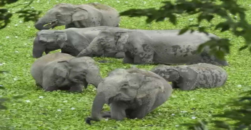 Three-day synchronised elephant census of South Indian states from May 23
