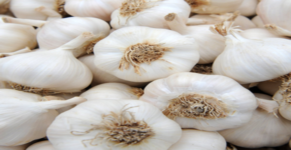 Garlic prices soar in Goa, restaurants hit