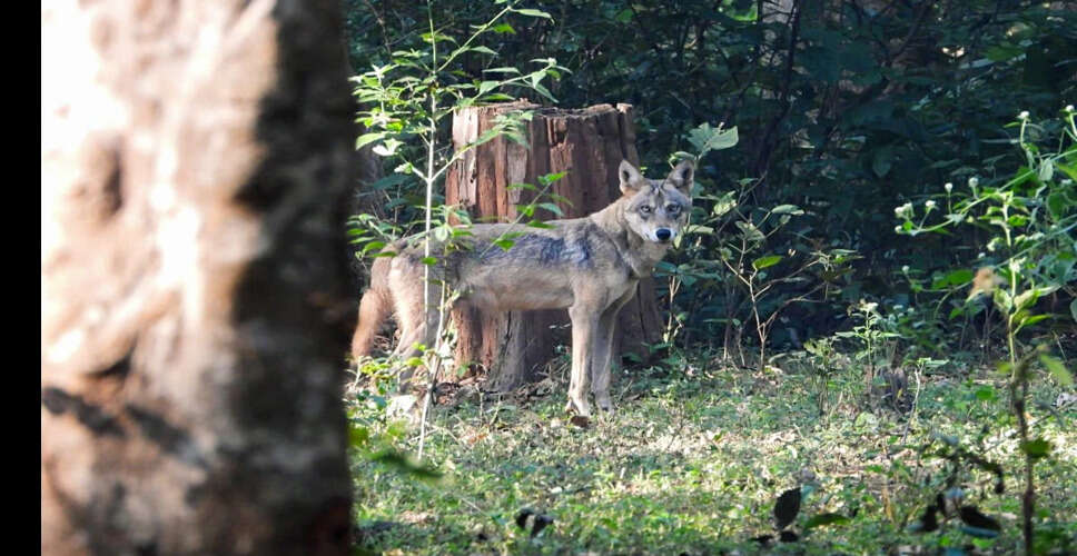 Rare Indian Grey Wolf Spotted Near Yamuna in Delhi