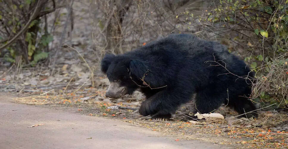 Capture of Bear Ends Panic in Japanese City