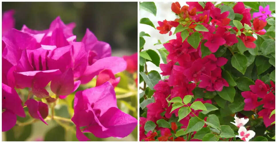 Discover the Health Benefits of Bougainvillea Tea