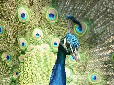 वास्तु शास्त्र के अनुसार मोर पंख रखने के सही स्थान