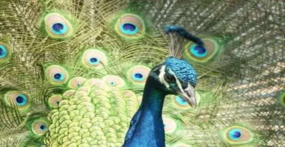 वास्तु शास्त्र के अनुसार मोर पंख रखने के सही स्थान