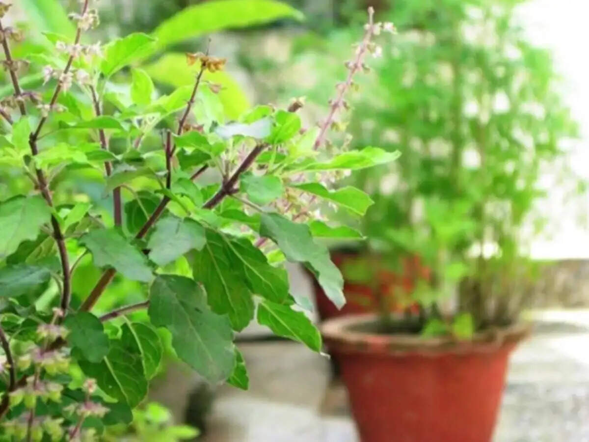 Auspicious Plants to Cultivate Before Dhanteras for Prosperity