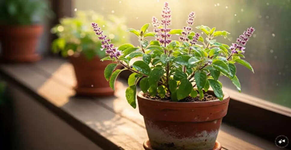 Essential Tips for Caring for Your Tulsi Plant in Summer
