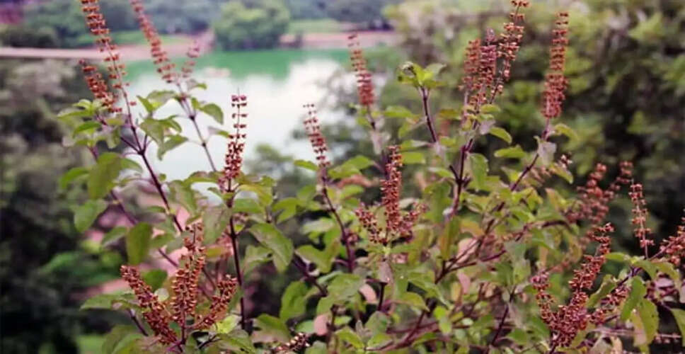 Understanding the Significance of the Tulsi Plant in Sanatan Dharma