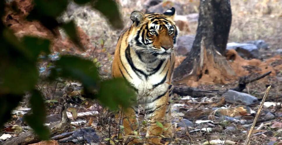 Brake Failure Incident in Ranthambore National Park Averts Major Accident