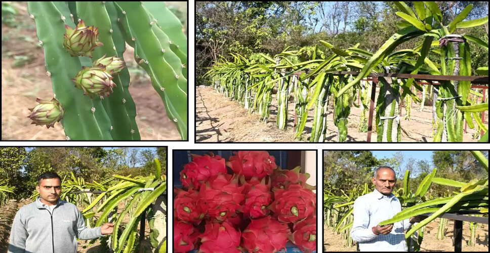 Innovative Farmer in Himachal Pradesh Pioneers Dragon Fruit Cultivation