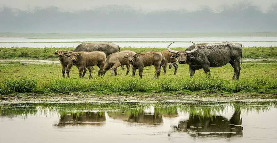 Kaziranga National Park to Translocate Asiatic Water Buffaloes to Kanha Reserve