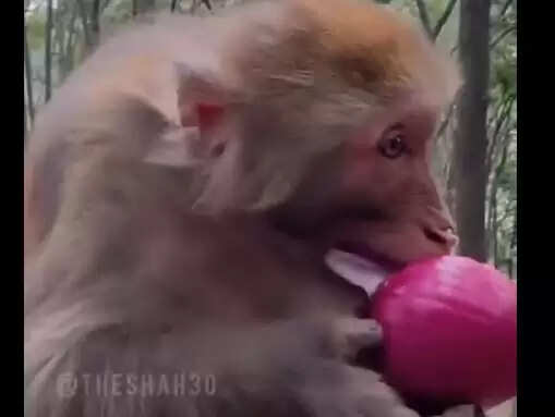 This Hilarious Monkey Video Will Brighten Your Day!