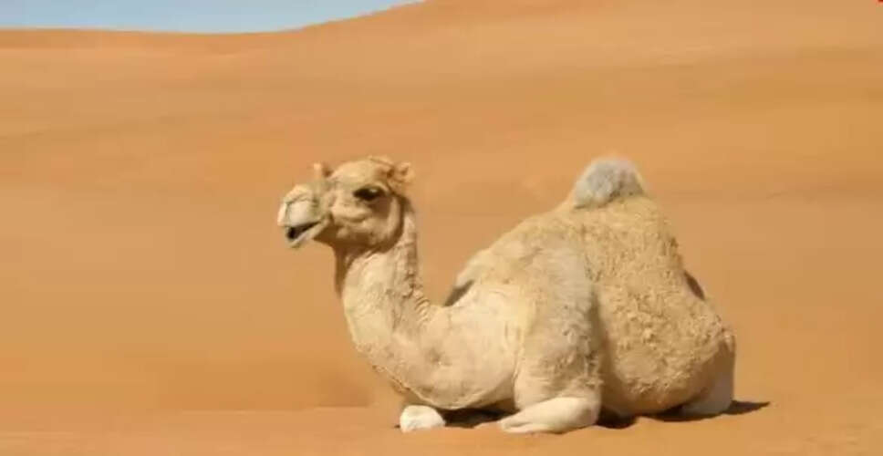 Camel Tears May Hold the Key to Snake Venom Treatment
