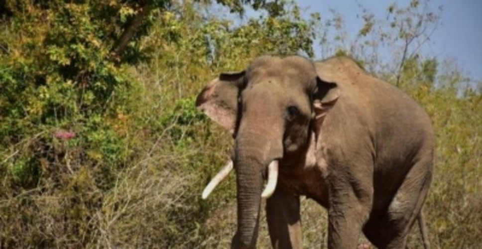 Man-animal conflict: Wild elephant kills man in Kerala