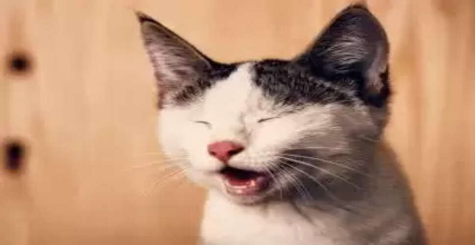 Bizarre Application in Bihar: A Cat Seeks Residential Certificate!