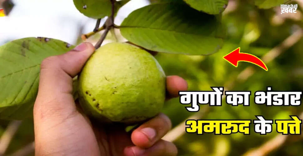 The Surprising Health Benefits of Guava Leaves
