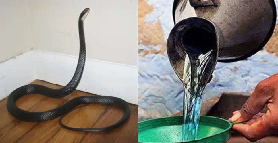 Effective Ways to Keep Snakes Away from Your Home